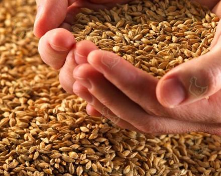 How to germinate grain for chickens correctly and the best mixture composition