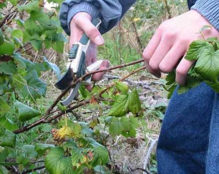 Comment rajeunir les groseilles noires et rouges et améliorer les rendements