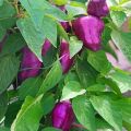 Description des variétés de poivre Big Papa, Star of the East, Purple Bell, Blot, Purple