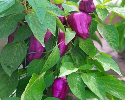 A paprika fajtáinak leírása Big Papa, East Star, Purple Bell, Blot, Purple