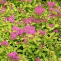 Description and characteristics of the Spirea Firelight variety, planting and care