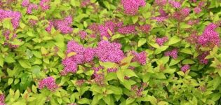 Description and characteristics of the Spirea Firelight variety, planting and care