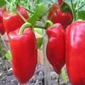 Characteristics and description of peppers of the Podarok Moldova variety