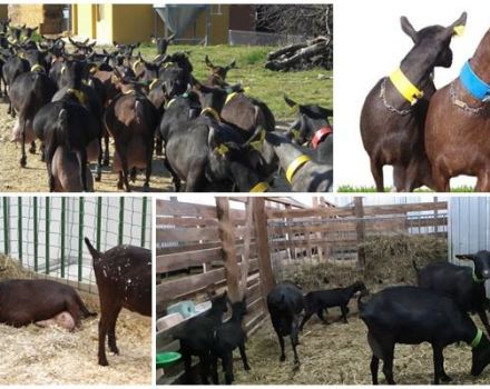 Penerangan dan ciri kambing Sepanyol dari baka Murciano Granadina, penjagaan