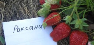 Description and characteristics of the Roxana strawberry variety, planting and care