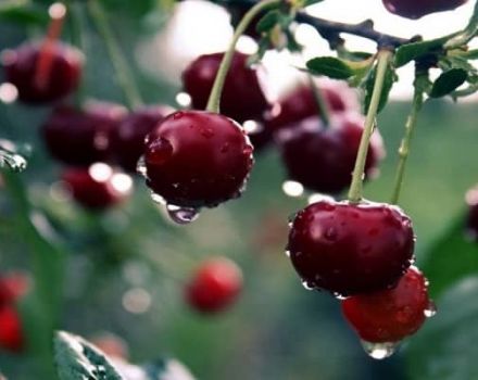 Ang pinakamahusay na mga varieties ng self-mayabong at undersized cherries para sa rehiyon ng Moscow, planting at pangangalaga