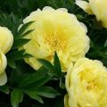 Features and description of the Bartzella peony, planting and care rules