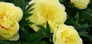 Features and description of Bartzella peony, planting and care rules