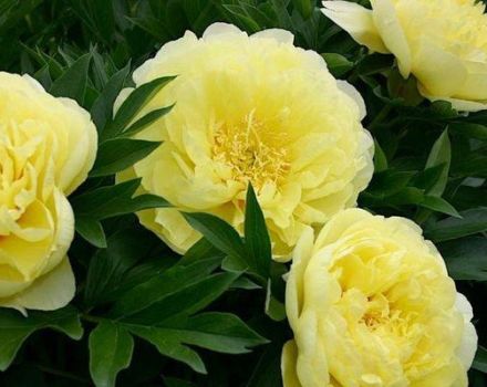 Features and description of the Bartzella peony, planting and care rules