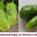 Treatment and prevention of mosaic on cucumbers