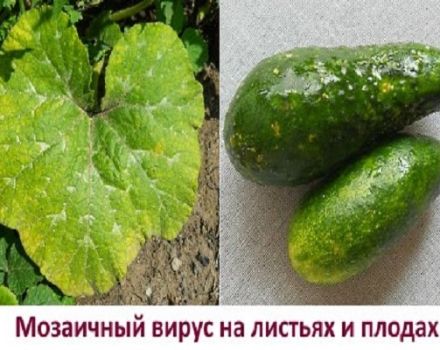 Treatment and prevention of mosaic on cucumbers