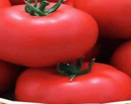 Description de la variété de tomates Jaguar, culture et rendement