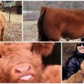 Description and characteristics of the breed of fluffy cows, history and content