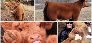 Description and characteristics of the breed of fluffy cows, history and content