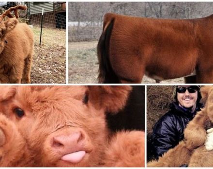 Description and characteristics of the breed of fluffy cows, history and content