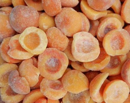 How to properly freeze apricots for the winter fresh in the refrigerator and is it possible