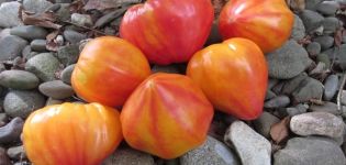 Description of the tomato variety Orange Russian and its characteristics