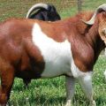 What breed of goats can give the most odorless milk, TOP 15 species