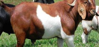 What breed of goats can produce the most odorless milk, TOP 15 species