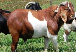 What breed of goats can produce the most odorless milk, TOP 15 species