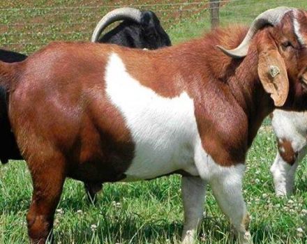 What breed of goats can produce the most odorless milk, TOP 15 species