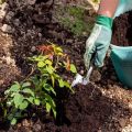 Cómo usar el fertilizante de turba correctamente y para qué sirve.