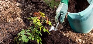 Cómo usar el fertilizante de turba correctamente y para qué sirve.