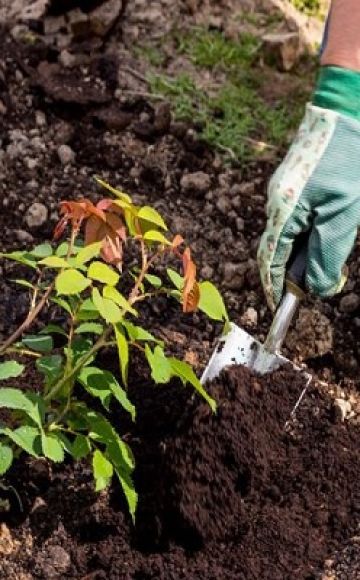 Cómo usar el fertilizante de turba correctamente y para qué sirve.