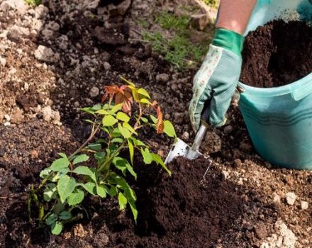 Cómo usar el fertilizante de turba correctamente y para qué sirve.