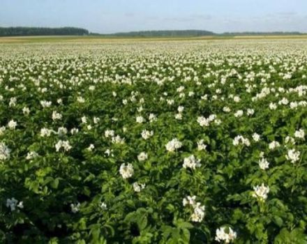 Description of the Vineta potato variety, planting in open ground and care