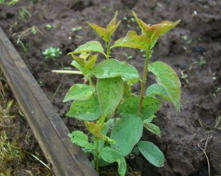 Raisons de l'apparition des pousses de prune et comment s'en débarrasser pour toujours