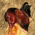 Mating diagram and description of the process of how a rooster fertilizes a hen