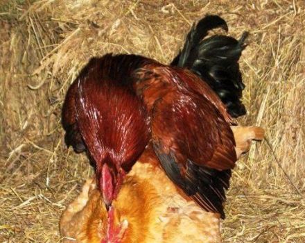 Mating diagram and description of the process of how a rooster fertilizes a hen