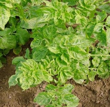 Raisons pour lesquelles les pommes de terre poussent mal dans le jardin et que faire