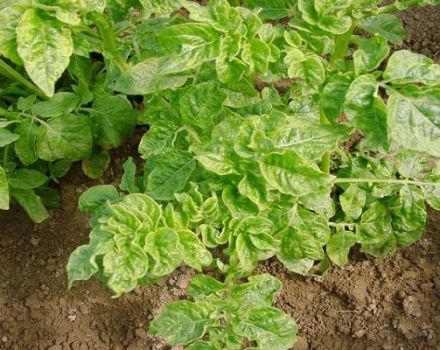 Reasons why potatoes grow poorly in the garden and what to do