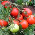 Description de la variété de tomate Country pet, ses caractéristiques et sa productivité