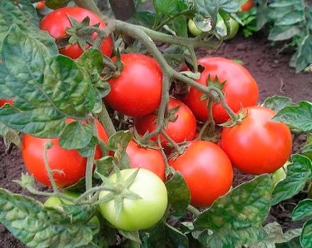 Beschreibung der Tomatensorte Landhaustier, ihre Eigenschaften und Produktivität