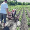 Cómo plantar y procesar papas correctamente con un tractor de empuje