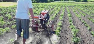 Cómo plantar y procesar papas correctamente con un tractor manual