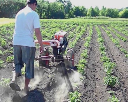 Cómo plantar y procesar papas correctamente con un tractor manual