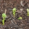 Combien de jours après la plantation les pommes de terre germent-elles et si elles ne poussent pas?