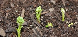 Combien de jours après la plantation les pommes de terre germent-elles et si elles ne poussent pas?