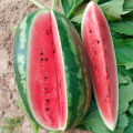 Description and characteristics of the Peking Joy watermelon variety, varieties and growing conditions