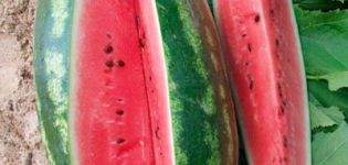 Description and characteristics of the Peking Joy watermelon variety, varieties and growing conditions