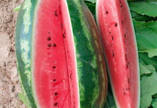 Description and characteristics of the Peking Joy watermelon variety, varieties and growing conditions