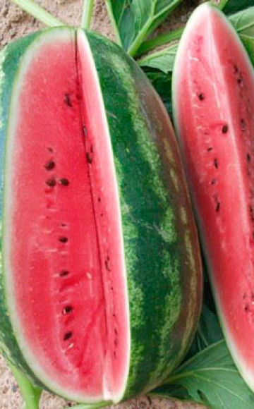 Description and characteristics of the watermelon variety Peking joy, varieties and growing conditions