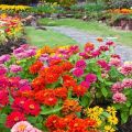 Description of 30 types of perennial zinnia, planting and care in the open field