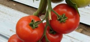 Description of the tomato variety Micah, its characteristics and yield