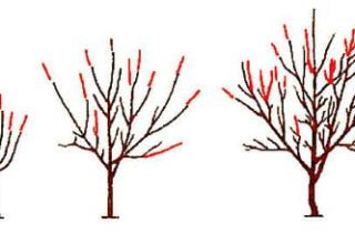 Schéma de taille des cerises et formation des arbres, quand est-ce mieux et comment le faire correctement