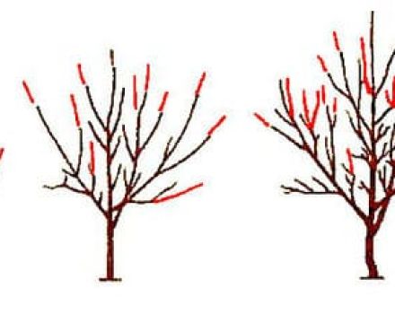 Cherry pruning scheme and tree formation, when is it better and how to do it right